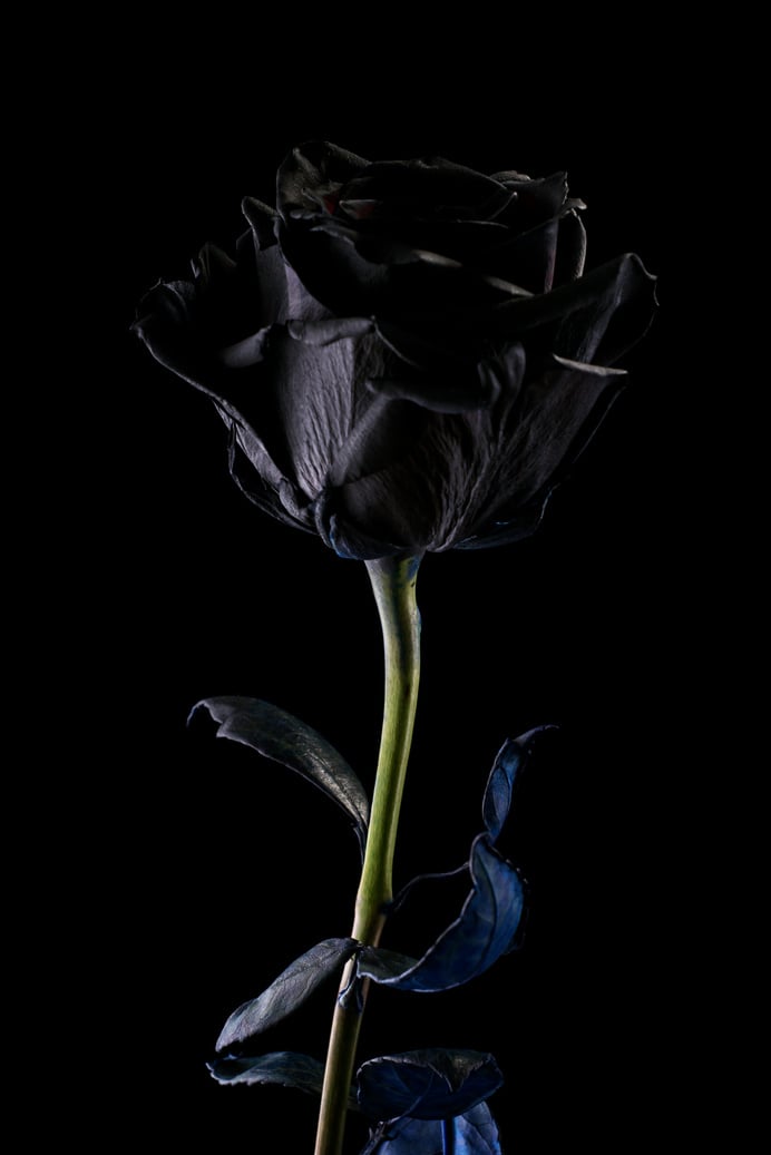 Black Rose on Dark Background