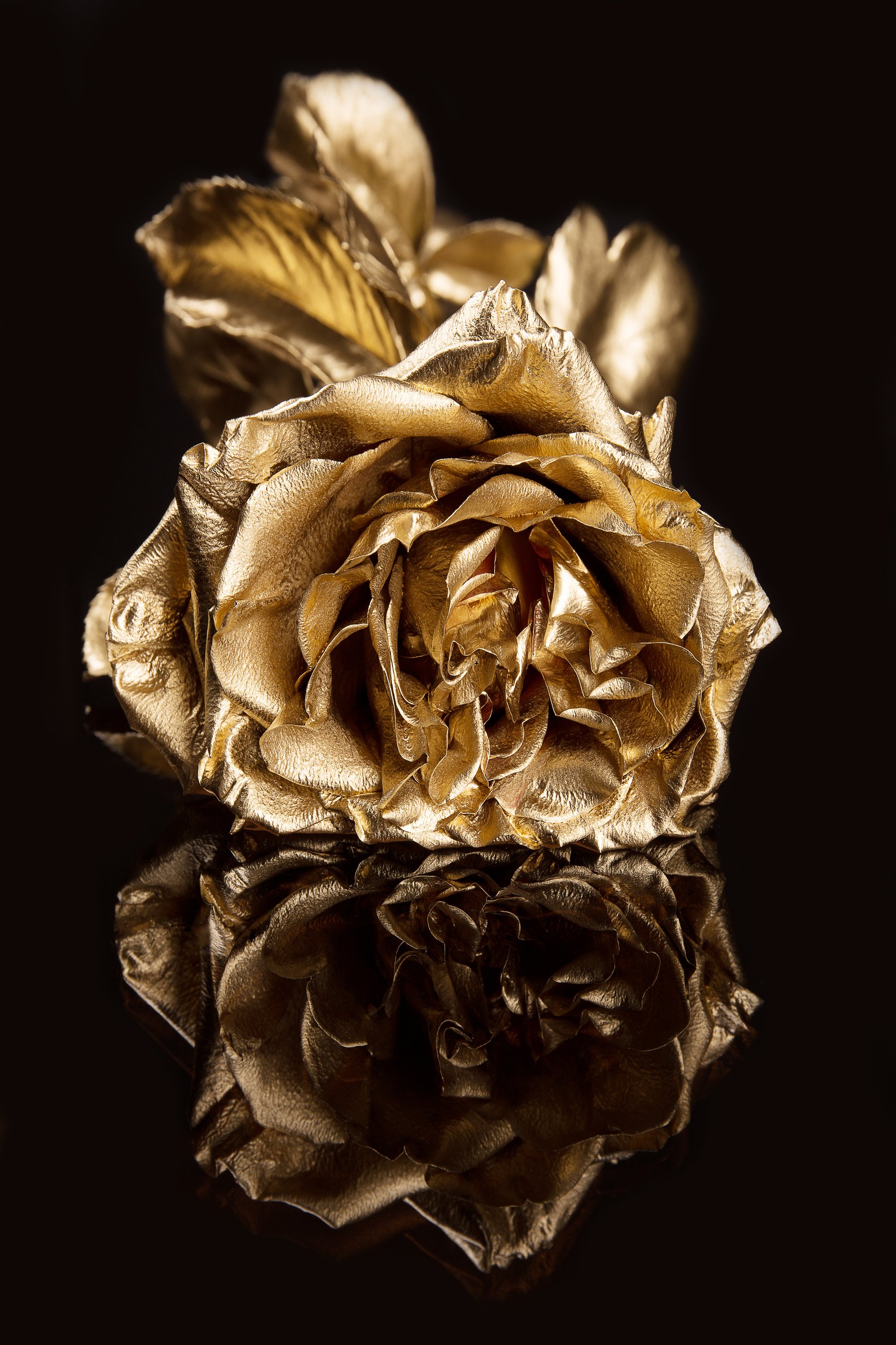 Golden rose at black background